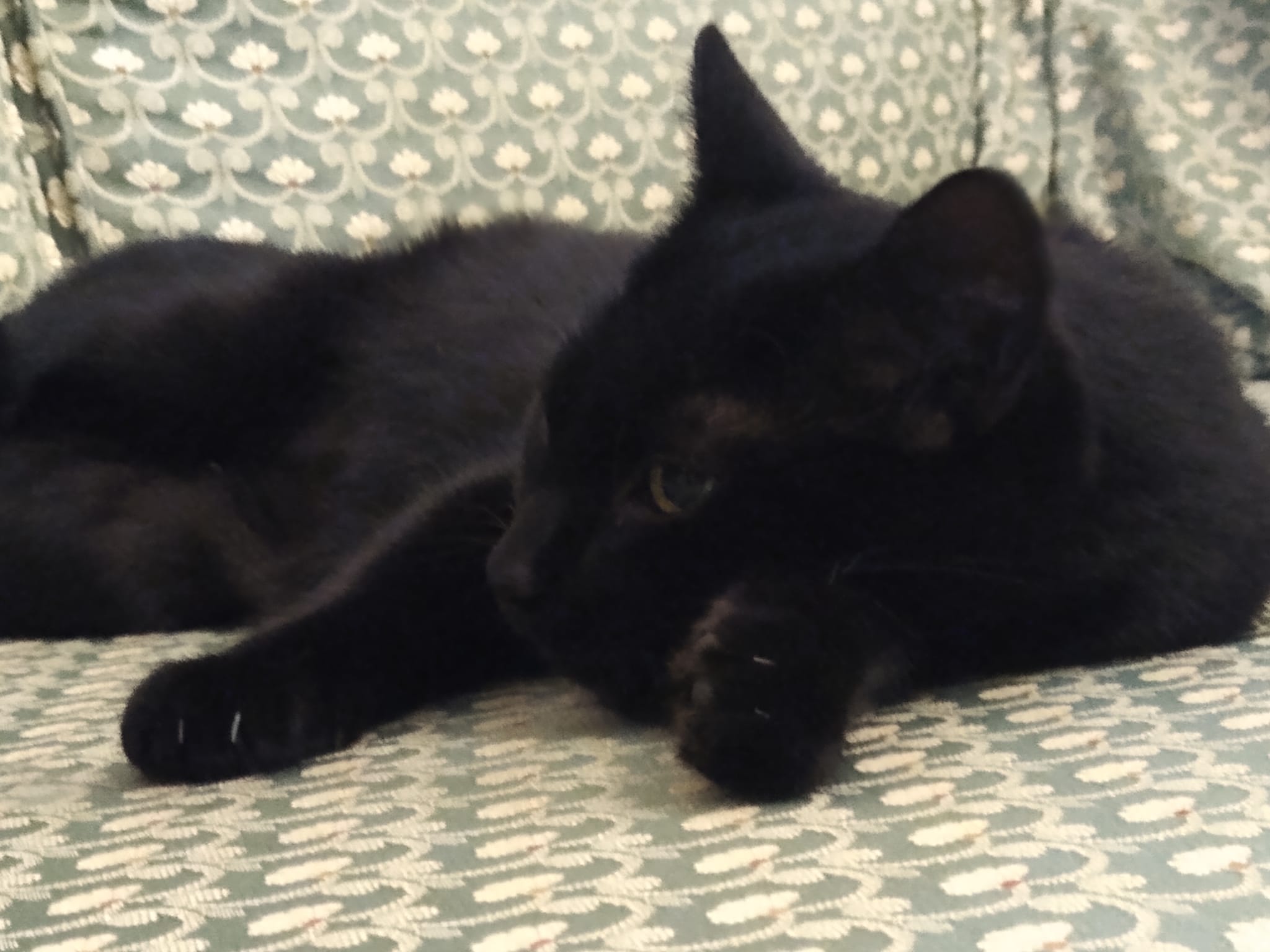 IRIS AND DAISY Cosy Cats Rescue