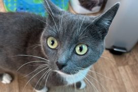 Francis *RESERVED*