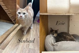 Sinbad & Evie