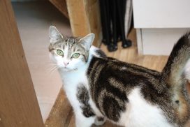 Tabitha